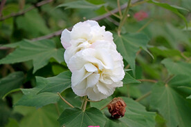 白色木芙蓉花