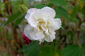 白色木芙蓉花