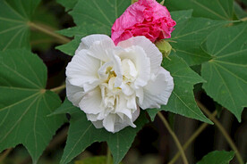 白色木芙蓉