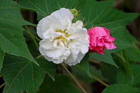 白色木芙蓉