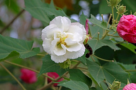 白色木芙蓉花