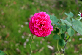 月季花