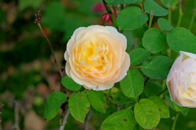 月季花