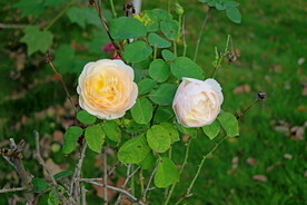 月季花