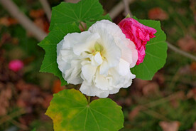 白色木芙蓉