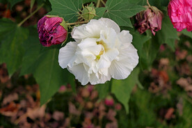 白色木芙蓉