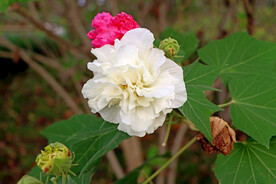 白色木芙蓉花