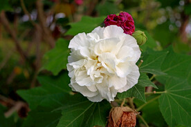 白色木芙蓉