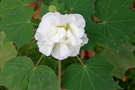 白色木芙蓉