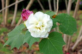 白色木芙蓉