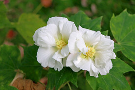 白色木芙蓉
