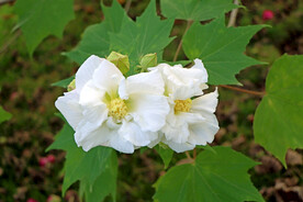 白色木芙蓉