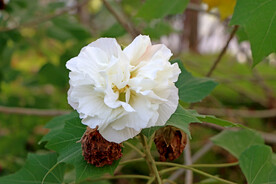 白色木芙蓉