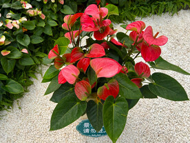 花卉