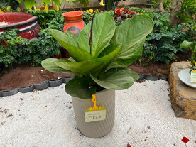 花卉植物