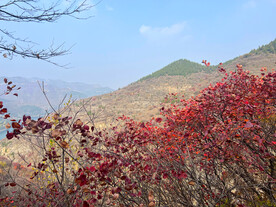 青州天赐山