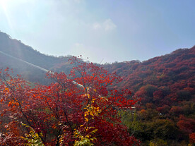青州红叶