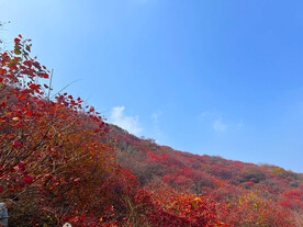 青州红叶