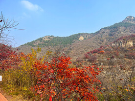 青州红叶