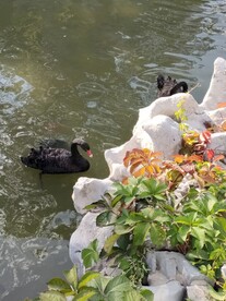 中国园林博物馆假山水池黑天鹅