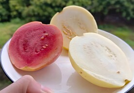 芭乐果