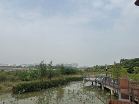 立新湖公园荷塘