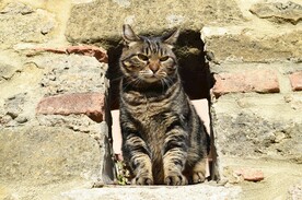 猫咪