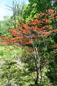 枫叶树