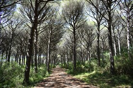 林间小路