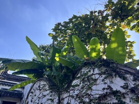 苏州园林