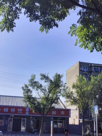 大树 蓝天