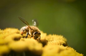 蜜蜂采蜜