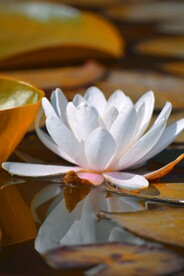 莲花