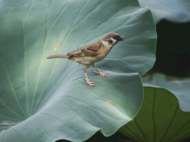 麻雀