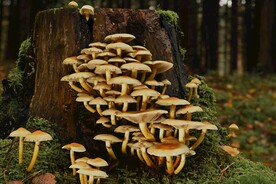 野蘑菇