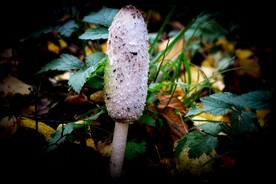 野蘑菇
