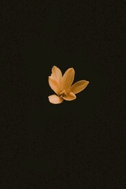 百合