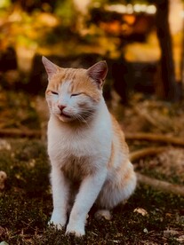 橘猫