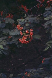 凌霄花