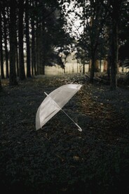 树林中的雨伞