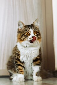 狸花猫