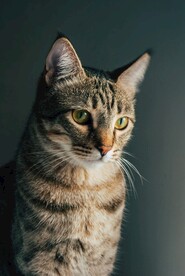 狸花猫