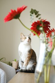 三花猫与花