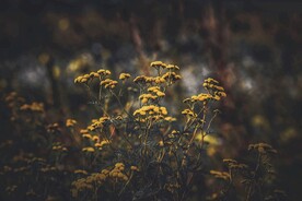 毛果一枝黄花
