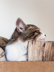 三花猫 
