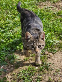狸花猫