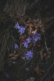 黄眼草