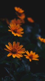 勋章菊 
