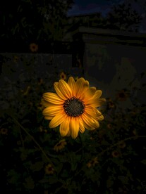 勋章菊