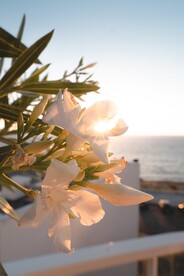 百合花